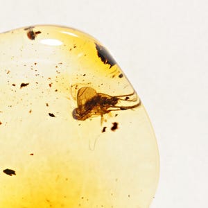 Baltisches Bernstein Fossil: Fliegeneinschluss in Naturharz - Seltenes Sammlerstück