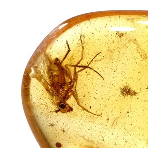 Könnte beinhalten: Ein poliertes, durchscheinendes Stück goldgelber Bernstein mit einem konservierten Insektenexemplar. Der fossile Einschluss zeigt sichtbare Flügel, Beine und Körpersegmente, die in dem klaren, harzigen Material mit kleinen dunklen Partikeln schweben.
