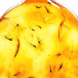 Bernsteinfossil mit Insekt - Echter baltischer Bernstein mit einem Schwarm von Mücken Einschluss - Echtes Insekt im Bernstein - natürliches Mückenfossil