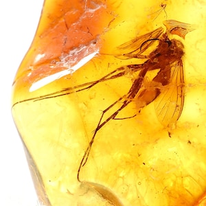 Könnte beinhalten: Ein durchscheinendes goldenes Bernsteinstück mit einem konservierten Insekt, das sichtbare Flügel, lange dünne Beine und einen segmentierten Körper aufweist. Das fossile Harz zeigt interne Risse und einen warmen gelben Farbton.