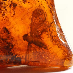Real Insect in Baltic Amber – FLY Inclusion Fossil – Genuine Amber Specimen – Natural Bug in Amber – Ancient Collectible Gift