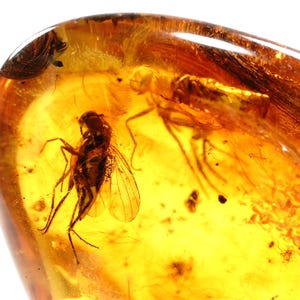 Rare Baltic Amber Fossil with Swarm of Insects | Genuine Insect Inclusion in Natural Fossil Resin | Collectible Amber Specimen