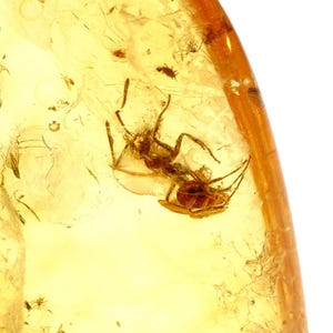 Op de afbeelding: Een gepolijst stuk doorschijnend goudkleurig barnsteen met een geconserveerd mierenexemplaar. Het gefossiliseerde insect is duidelijk zichtbaar in de hars, met gedetailleerde poten, antennes en lichaamssegmenten ingesloten in de boomhars.