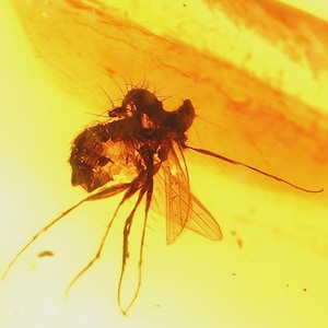 Bernstein Fossil mit Insekt – Echter Baltischer Bernstein mit Einschluss von Mücken – Echtes Insekt im Bernstein – Natürliches Mücken Fossil