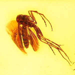 Bernstein Fossil mit Insekt – Echter Baltischer Bernstein mit Einschluss von Mücken – Echtes Insekt im Bernstein – Natürliches Mücken Fossil
