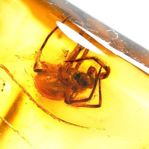 Baltisches Bernstein Spinnen Fossil: Echter Araneae Einschluss, prähistorisches Harz