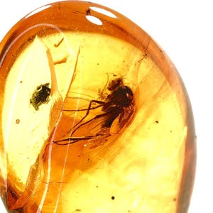 Baltisches Bernsteinfossil mit Fliegeneinschluss – Echtes Insekt im Bernstein – Seltenes Bernsteinstück – Sammlerstück – Naturfossil