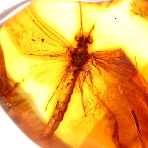 Bernstein mit Insekt – Echter baltischer Bernstein mit Einschluss einer Eintagsfliege – Insekt im Bernstein – natürliches Moskito Fossil