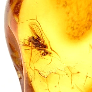 Echtes Baltisches Bernstein Fossil mit Fliegeneinschluss – Insekt im Bernstein – Seltenes Bernstein Specimen – Naturfossil