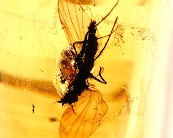 Fósil auténtico de ámbar báltico con mosca – Insecto real en ámbar – Ejemplar raro de ámbar – Ámbar coleccionable - Fósil natural -197-