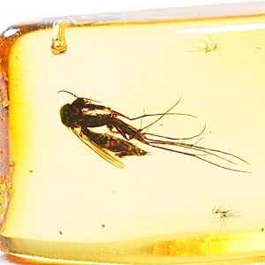Baltic Amber Fossil: Gnat Insect Inclusion, Polished Collector Piece