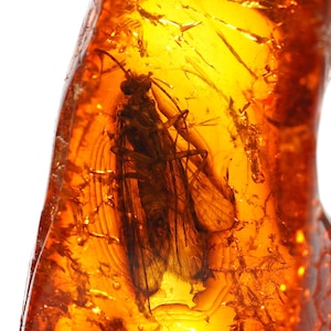 Amber with CADDISFLY Inside | CADDISFLY Amber Fossil | Real Insect in Baltic Amber | Bug Inclusion | Amber Fossil Specimen Gift