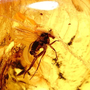 May include: A close-up of a piece of amber with a preserved insect. The amber is a translucent golden color, and the insect is a dark brown color. The insect is well-preserved, with its wings and legs visible.