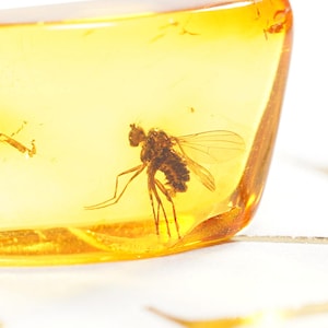 Echtes Baltisches Bernstein Fossil mit Fliegeneinschluss – Insekt im Bernstein – Seltenes Bernstein Specimen – Naturfossil