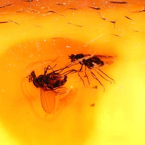 Echtes baltisches Bernsteinfossil mit Fliegeneinschlüssen – echtes Insekt im Bernstein – seltenes Bernsteinsammelstück – Naturfossil