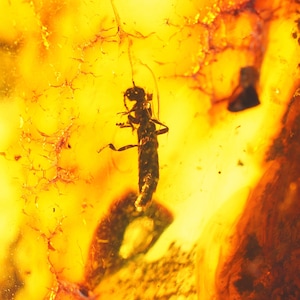Amber Fossil with Insect Inclusion | Large Baltic Amber 47g | Genuine Preserved Bug in Amber | Rare Natural Specimen