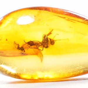 Gnat Fossil in Authentic Baltic Amber: Collectible Insect Inclusion