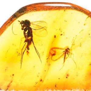 Genuine Baltic Amber Gnat Inclusion | Rare Insect Fossil | Natural Specimen | Authentic Amber Collectible | Genuine Amber Specimen