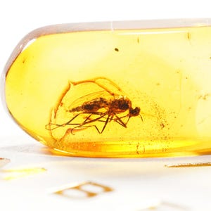 Rare Genuine Baltic Amber Fossil with Gnat Inclusion | Insect Specimen | Authentic Collectible Real Amber Fossil