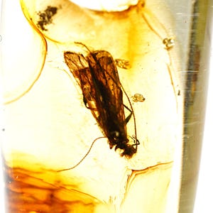 Pendentif en ambre de la Baltique véritable avec inclusion de phryganes | Pendentif en ambre fossile naturel | Véritable insecte en bijoux d&#39;ambre | Bug dans le pendentif