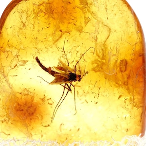 Könnte beinhalten: Ein poliertes, durchscheinendes Stück goldgelber Bernstein mit einem konservierten Insektenexemplar. Der fossile Einschluss zeigt ein dunkles, geflügeltes Insekt mit langen, dünnen Beinen und Fühlern, die in der organischen Harzstruktur sichtbar sind.