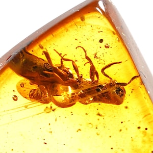 Baltic Amber Fossil with weevil Inclusion | Insect in Amber | Fossilized Insect Specimen | Real Amber Insect | Collectible Bug in Amber