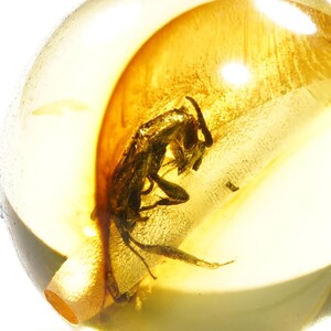 Baltic Amber Fossil: Asilidae Insect Inclusion, 40M Years Old