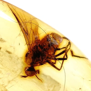 Natuurlijk Baltisch barnsteen met muggeninsluiting - Zeldzaam fossiel insectenexemplaar, verzamelbaar barnsteen -470-