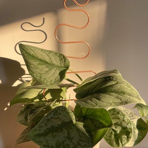 May include: A copper wire plant trellis with a serpentine, wavy design supporting a potted Scindapsus pictus plant. The plant features heart-shaped, variegated green and silver leaves, and the metal structure casts a distinct shadow on the wall.