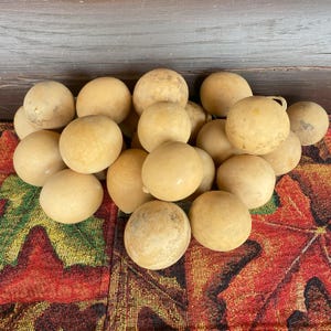 Set of 25 Small Round Dried Gourds for Crafting