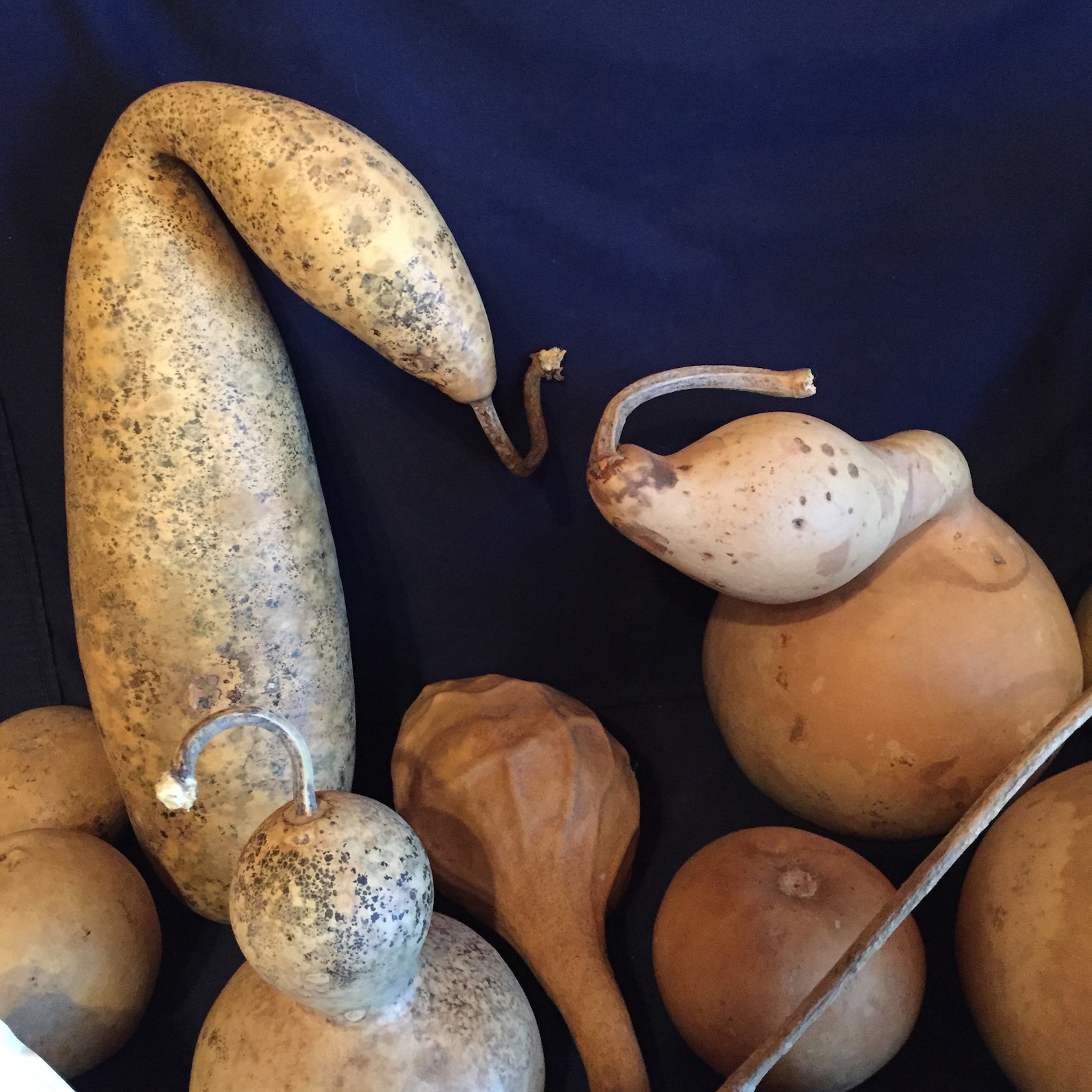 Assortment of Dried Gourds Craft Ready Etsy