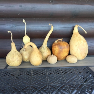 Dried Gourd Assortment for Crafting