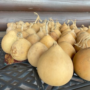 Set of 80 Dried Pear Shape Gourds for Crafting