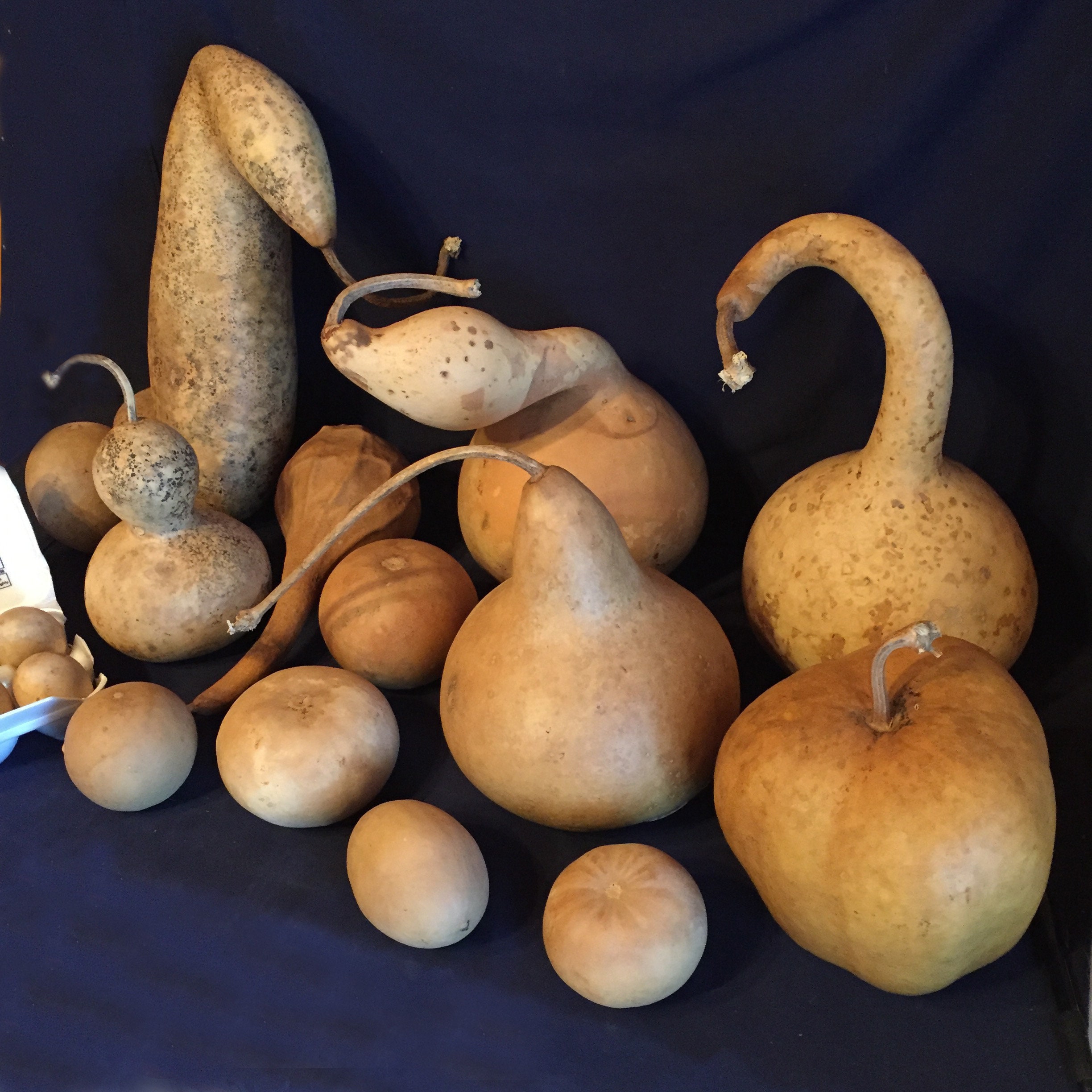 Assortment of Dried Gourds Craft Ready Etsy