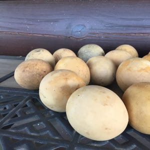 Set of 24 Small Round Oval Dried Gourds for Crafting Ornaments