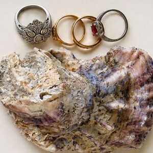 K&ouml;nnte beinhalten: Vier Ringe in einer Reihe &uuml;ber einer gro&szlig;en, strukturierten Austernschale. Die Sammlung umfasst einen silberfarbenen Ring mit filigranem Muster, zwei schlichte goldfarbene Ringe und einen silberfarbenen Ring mit einem kleinen, facettierten roten Stein.