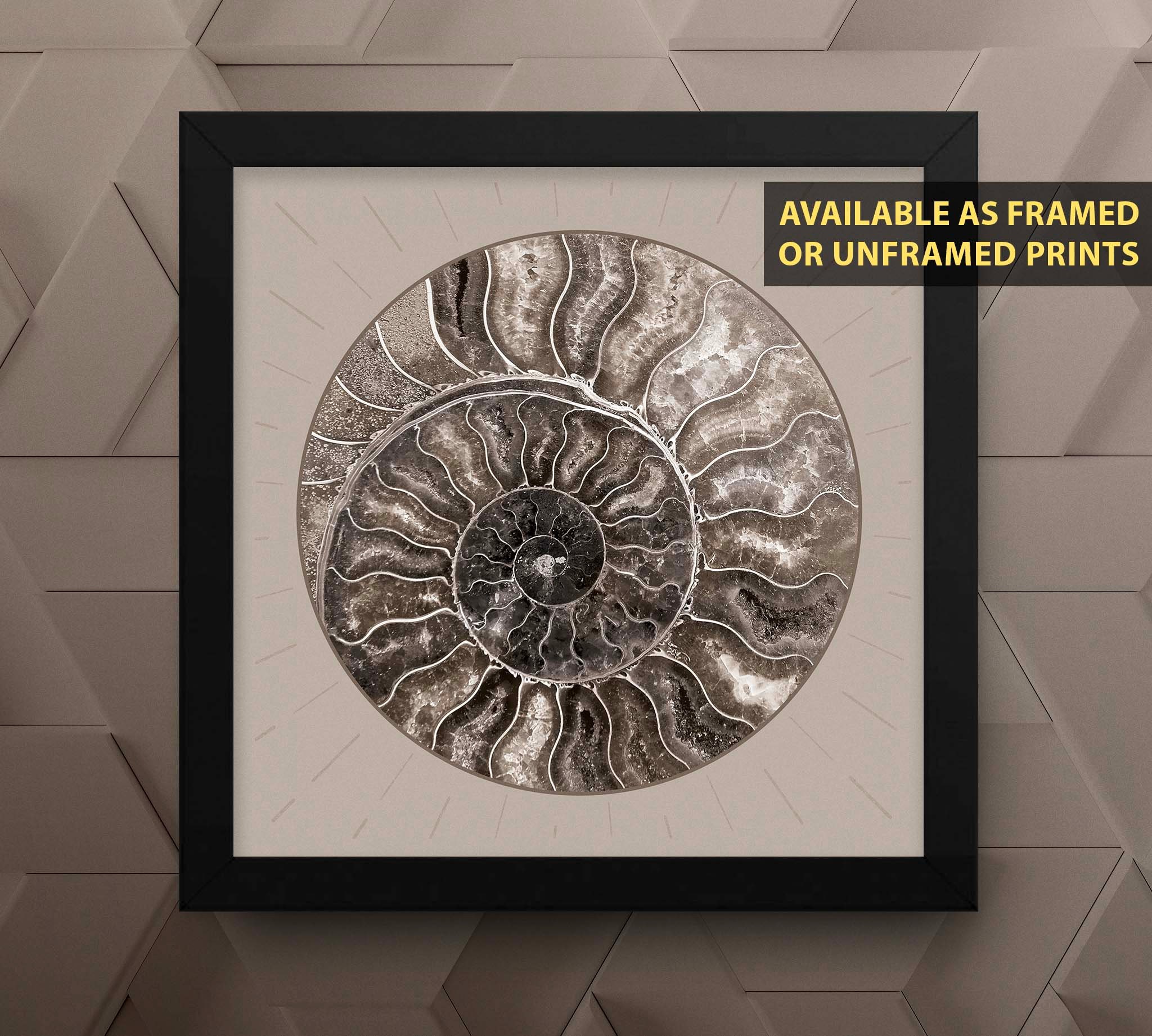 Fossil Ammonite Rock Wall Art for the Living Room Cream Spiral Abstract Shell Circular