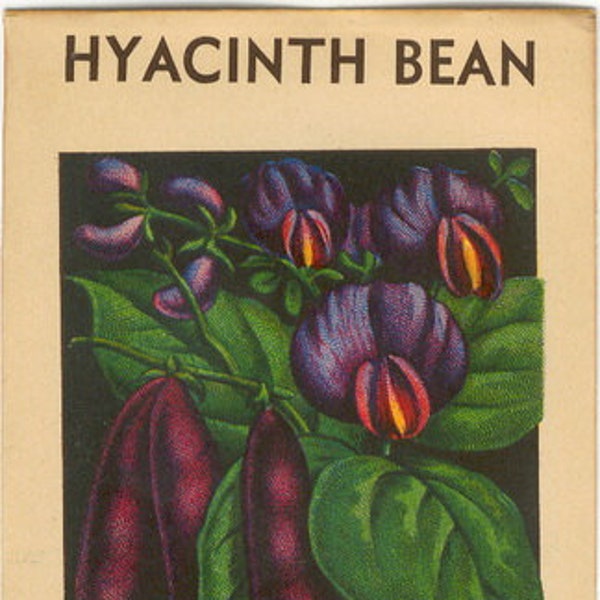 HYACINTH BEAN *Original Vintage Flower Seed Packet *No Seeds* Lithograph