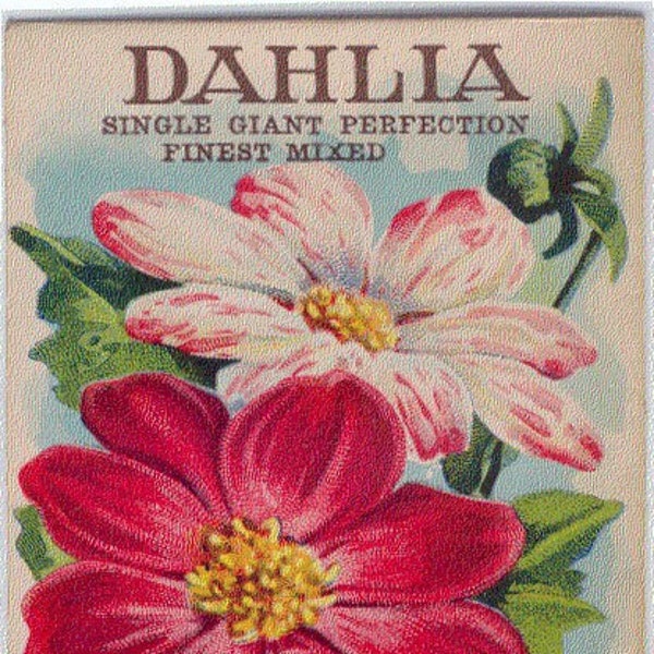 Flower Vintage Seed Packet "DAHLIA"  "NO SEEDS" Original Lithograph