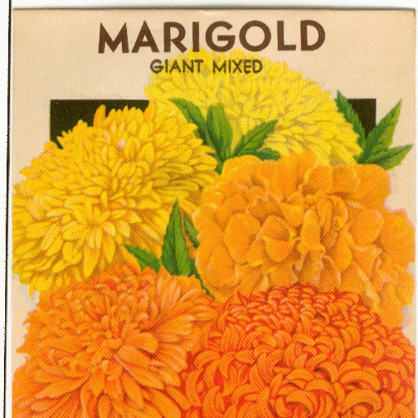 MARIGOLD Vintage Flower Seed Packet ‘NO SEEDS"’ Original Lithograph!