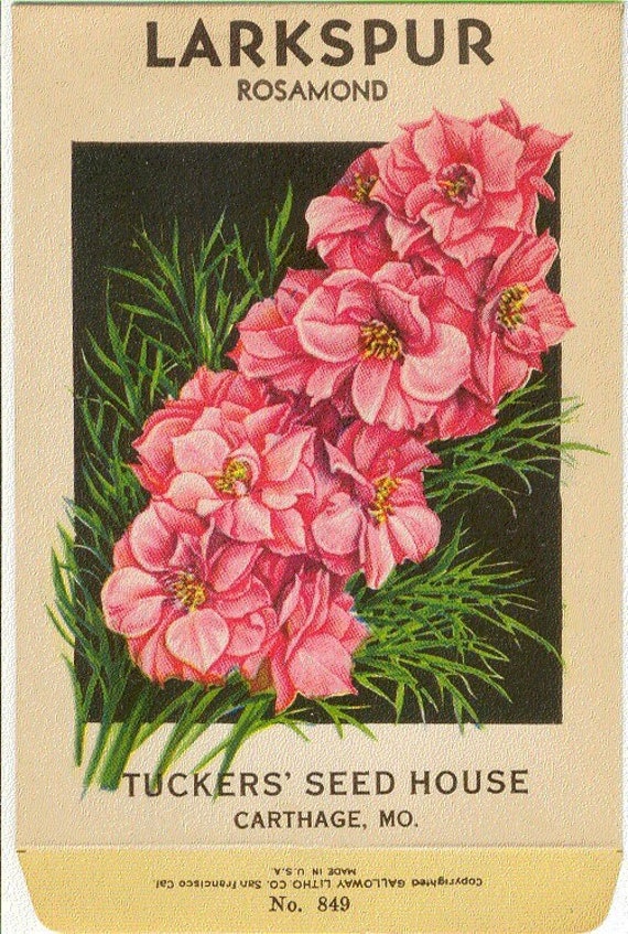 Vintage Flower Seed Packet LARKSPUR ROSAMOND no Seeds 