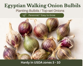 Egyptian Walking Onion Bulbils