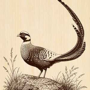 Op de afbeelding: Een donkerbruine inktillustratie op een lichte houtnerf-achtergrond met een fazant die op een rots staat. De vogel heeft een lange, gebogen, gestreepte staart, een gespikkelde borst en een donkere kop. Hoog gras omringt de basis van de rots.