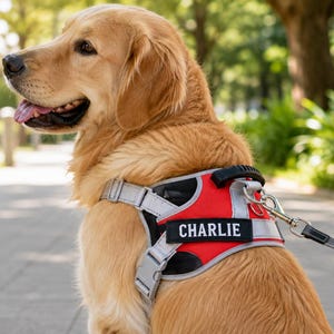 Peut inclure: Un chien au pelage doré porte un harnais rouge et noir avec des bordures réfléchissantes grises. Le harnais est doté d'une poignée noire sur le dessus et d'un écusson rectangulaire noir avec le nom CHARLIE inscrit en lettres capitales blanches.