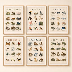 Può includere: Un set di sei stampe artistiche educative incorniciate con illustrazioni di animali classificati per categoria: anfibi, uccelli, pesci, insetti, mammiferi e rettili. Ogni stampa mostra disegni etichettati di varie specie su uno sfondo beige chiaro.