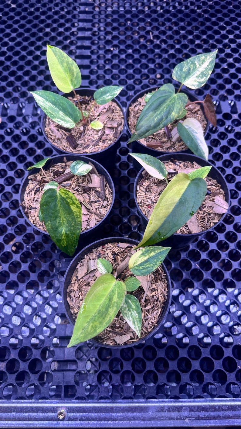 Anthurium Portillae Variegated
