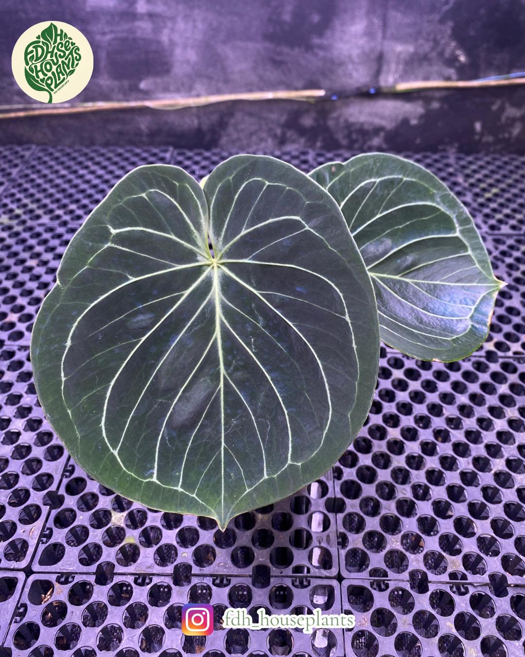 Anthurium king of spades plant - Etsy 日本