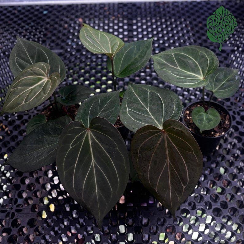Anthurium King of Spades