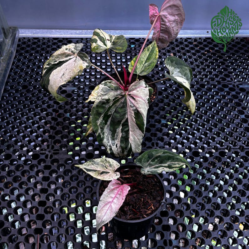 OG Anthurium Siliwangi Clone