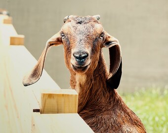 Goat Photograph, Modern Farmhouse Decor, Nursery Wall Decor